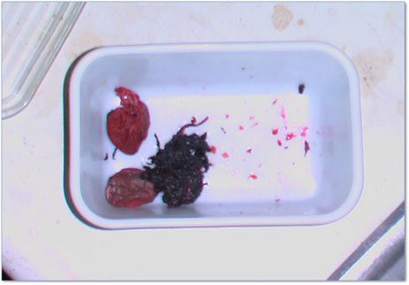 umeboshi_small