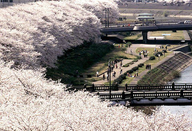 Sakura in Asuwa, Fukui, Japan.